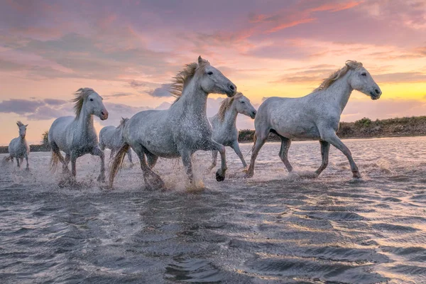 Eine Herde Weißer Pferde Läuft Durch Das Wasser Bild Aufgenommen — Stockfoto