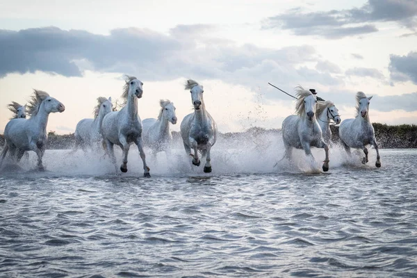 Cavalos Brancos Estão Galopando Água Todo Mar Camargue França Fotos De Bancos De Imagens