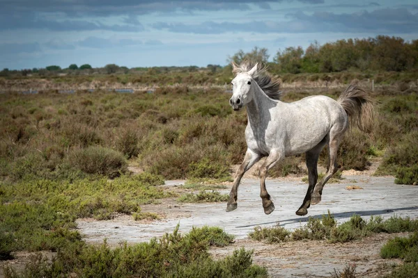 Camargue França Abril 2019 Cavalos Brancos Dois Guardiões Estão Andando Imagens De Bancos De Imagens