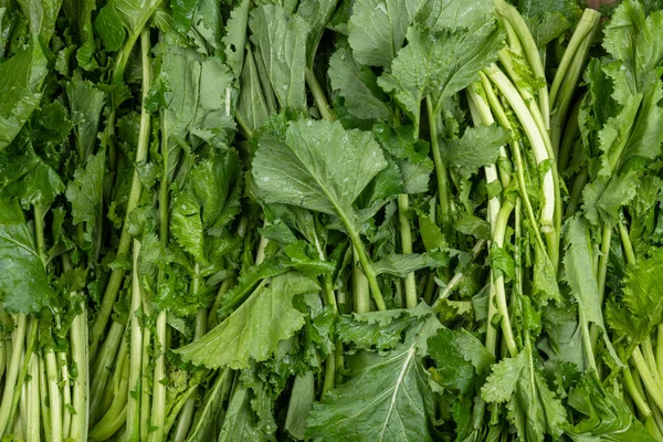 Planta Ingrediente Vegetal Apio Para Cocinar — Foto de Stock