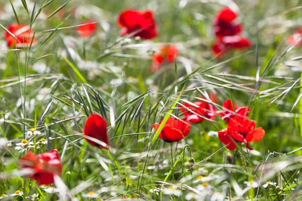 Kunterbuntes Gras — Stockfoto