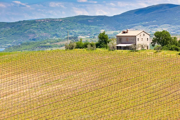 Casa rural y viñedo Paisaje, Toscana — Foto de Stock
