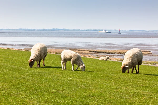 Schapen op het groene gras — Stockfoto