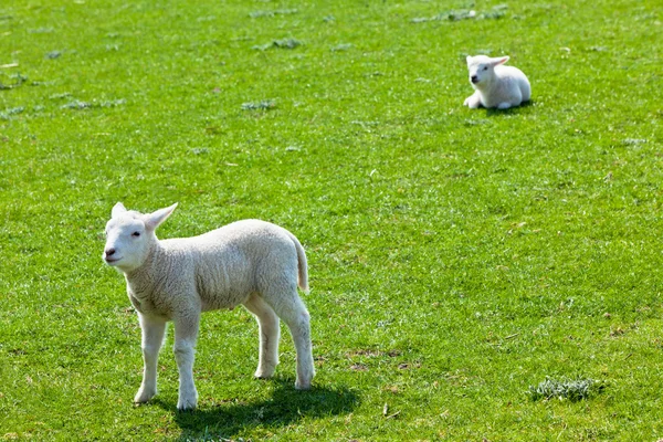 Due agnelli sull'erba verde — Foto Stock