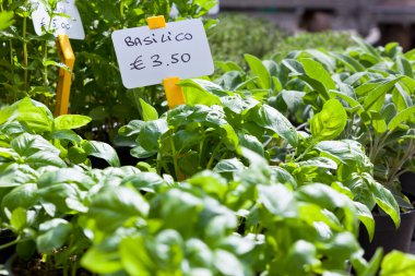 ev yapımı fesleğen fidan