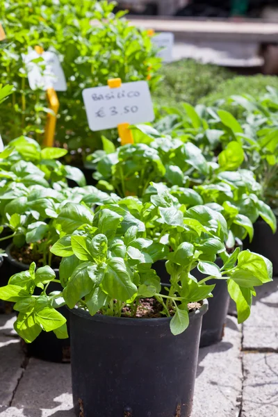 Homegrown basil seedlings — Stock Photo, Image