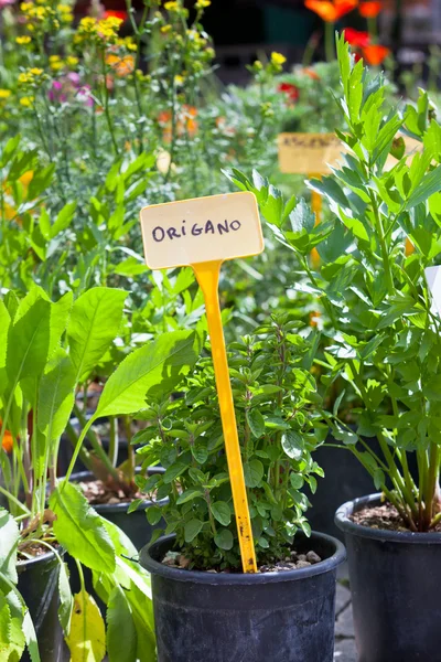 Homegrown herbs seedlings — Stock Photo, Image