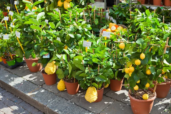 Homegrown citrus seedling pots — Stock Photo, Image