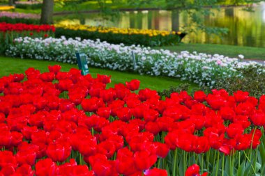 keukenhof içinde parlak flowerbed