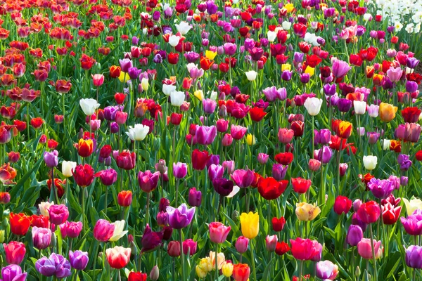 Veelkleurige tulp veld in Nederland — Stockfoto