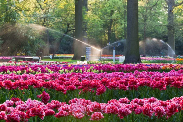 Tulpen in zonsondergang licht — Stockfoto