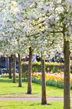bir parkta çiçek açan ağaçlar