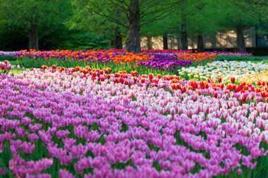 keukenhof içinde parlak flowerbed