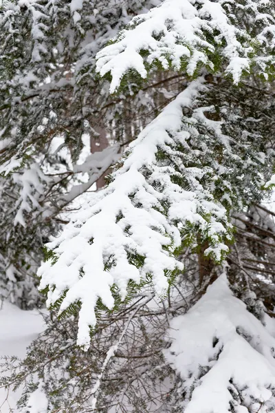 Rameaux de sapin neigeux — Photo