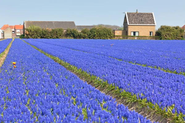 Hyacint pole v Holandsku. horizontální záběr — Stock fotografie