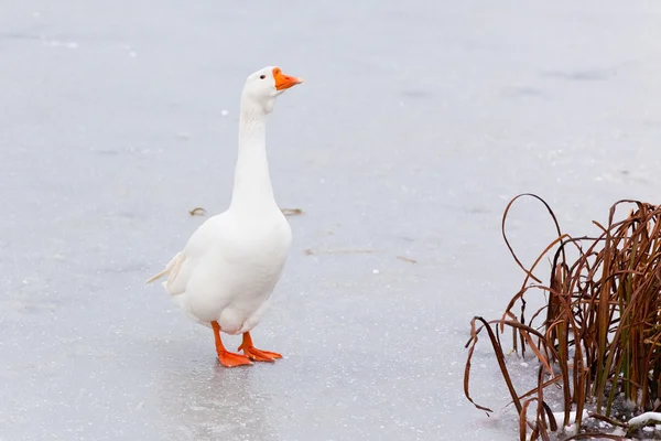 White Goose on Ice — Stock Photo, Image