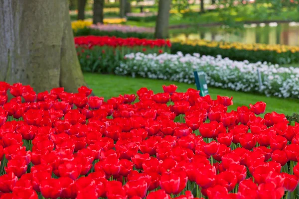 Lecho de flores brillante en Keukenhof —  Fotos de Stock