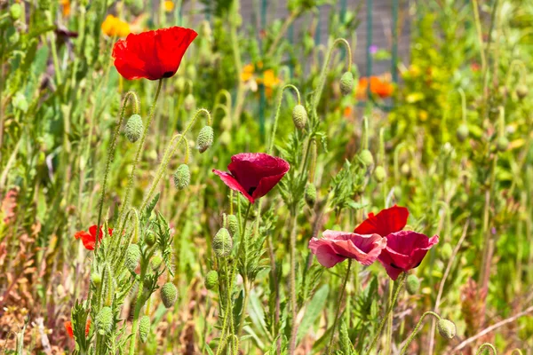 Red and purple poppies in a summer meadow — Stock Photo, Image