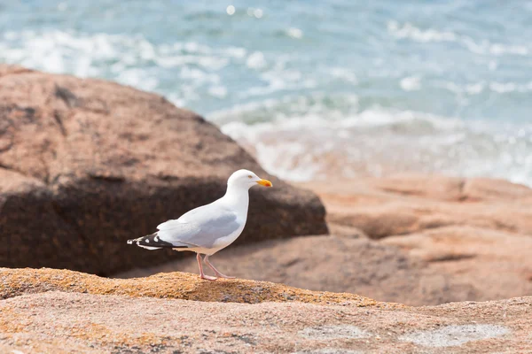 White seagull on the large granite stone — Stock Photo, Image