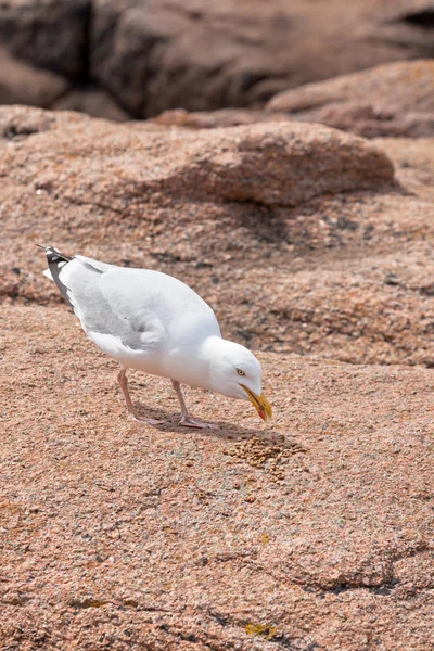 Manger de la mouette blanche — Photo