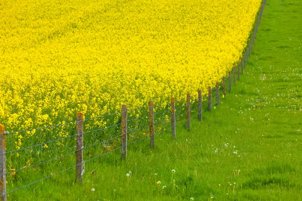 Campo di colza giallo — Foto Stock