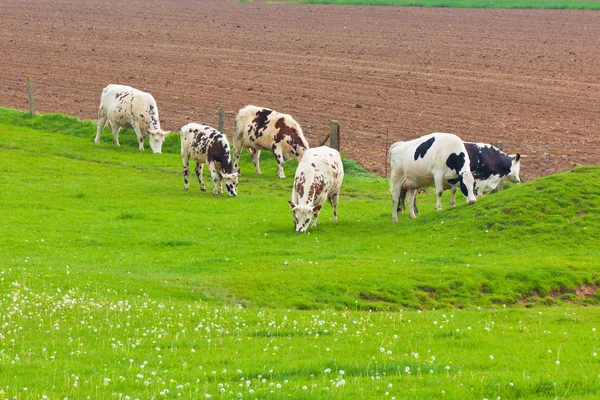 Stada krów w zielony łąka — Zdjęcie stockowe