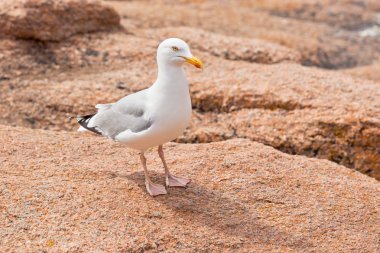 Beyaz martı büyük granit taş
