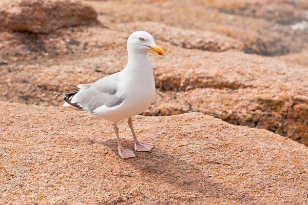 Белая чайка на большом гранитном камне — стоковое фото