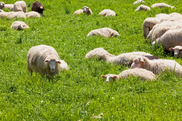 Πρόβατα στο πράσινο γρασίδι — Φωτογραφία Αρχείου