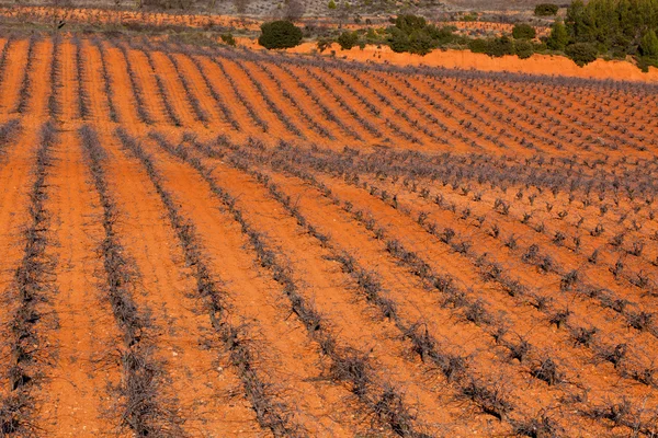 Spanish Vineyard — Stock Photo, Image