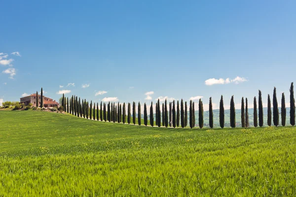 Klassische Ansicht der toskanischen Bauernhaus, grüne Wiese und Zypresse r — Stockfoto