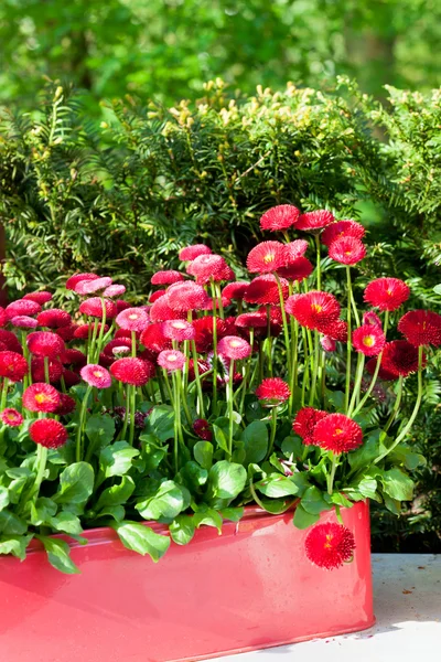 Gänseblümchen im Metallbehälter — Stockfoto