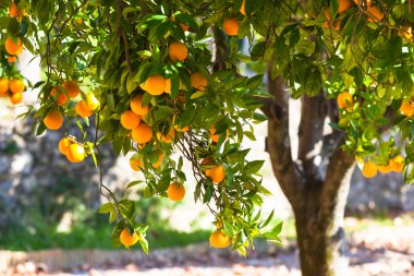 Ripe oranges on tree clipart
