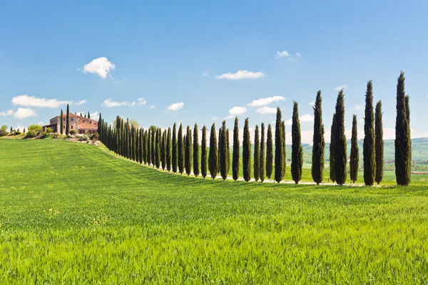 Clásica vista de la granja toscana, campo verde y ciprés r — Foto de Stock