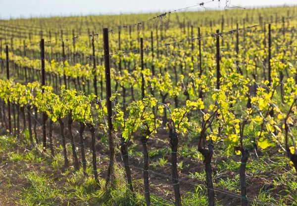 Winnice we Włoszech — Zdjęcie stockowe