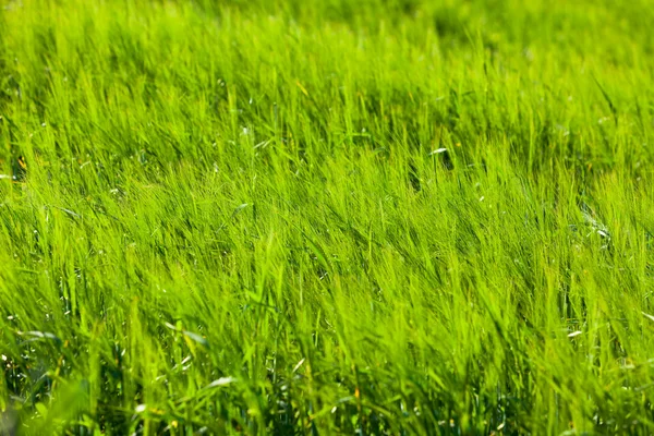 Campo cerealicolo verde — Foto Stock