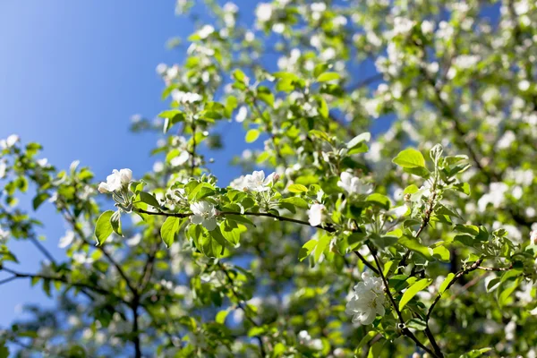 Bloeiende apple boom takken achtergrond — Stockfoto