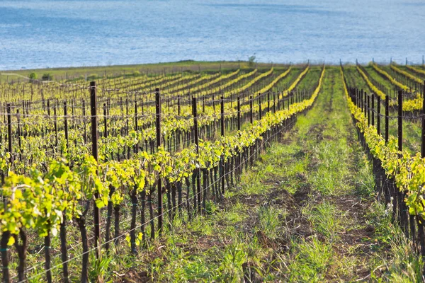 Vineyards in Italy at sunset — Stock Photo, Image