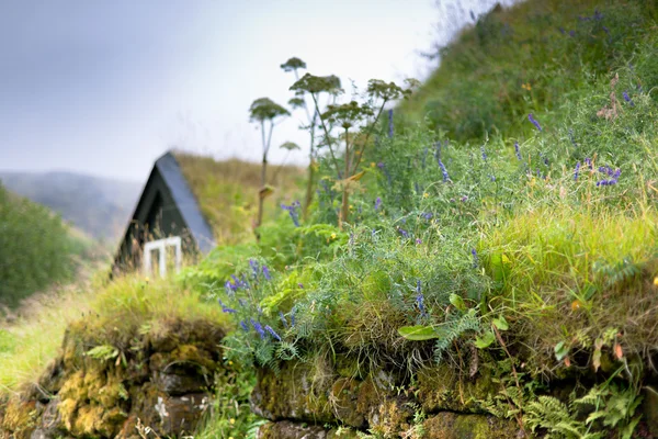 Лесные цветы на заросшем старым каменным забором заборе в Исландии — стоковое фото
