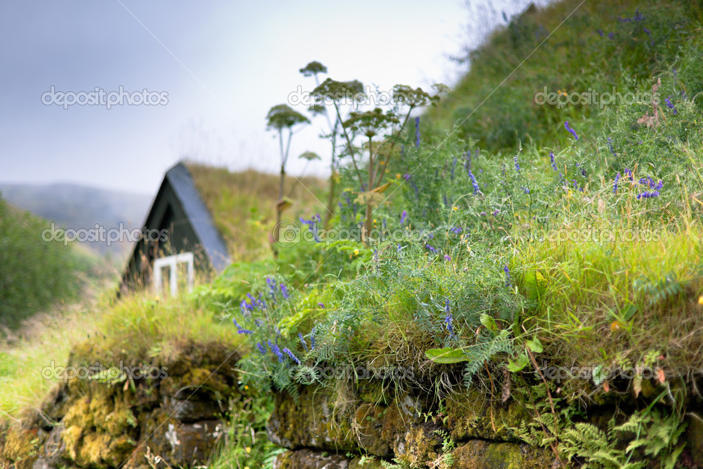 Wildflowers on Overgrown Old Stone Fence in Iceland