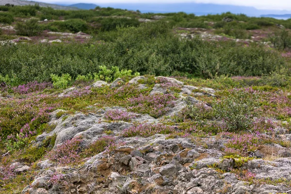Mousse et arbres nordiques sur les champs de lave en Islande — Photo