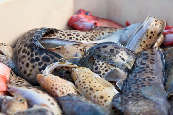 Captura del día - Pescado fresco en contenedor de envío — Foto de Stock