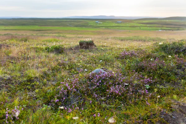 Природа Исландии летом — стоковое фото