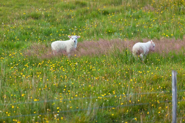 Lamm på det gröna gräset — Stockfoto