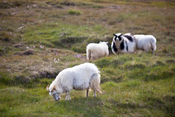 Long-haired sheep herd on the green meadow — Stock Photo, Image