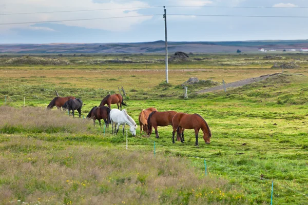 Paarden in een groene gebied van gras op landelijke landschap van IJsland — Stockfoto