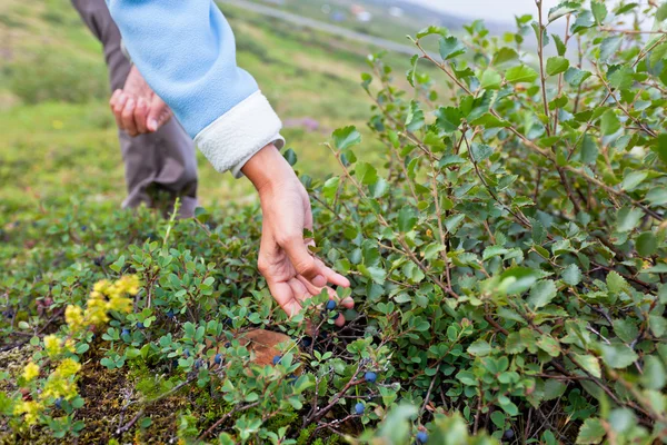 Lidská ruka a bush zralé borůvky v létě — Stock fotografie