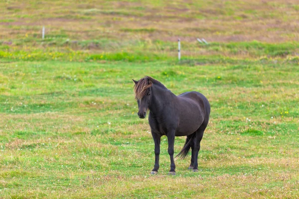 Black Horse in a Green Field of Grass — Stock Photo, Image