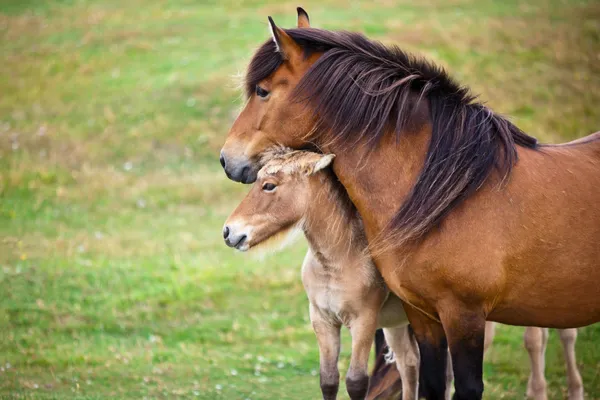 Bruin paard en haar veulen in een groen gebied van gras. — Stockfoto