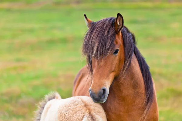 Hnědý kůň a hříbě v zelené oblasti trávy — Stock fotografie